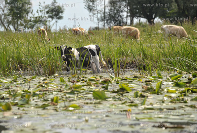 Wisla Krolewiecka jest czescia szlaku wodnego Petli...