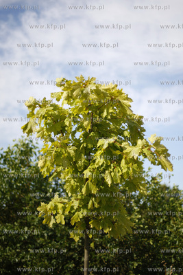 Gdansk. Miejski park w pasie nadmorskim.
09.09.2009
fot....