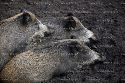Gdansk. Odlownia dzikow w Parku Reagana.
27.02.2013
fot.Krzysztof...