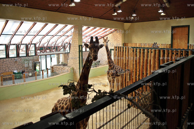 W gdanskim zoo  ustanawiany jest rekord Guinnessa....