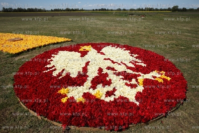 Mokry Dwor. Zulawski Tulipan. Z okolo jednego miliona...