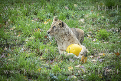Drugie urodziny lwów angolskich w gdańskim ZOO. 05.10.2019...