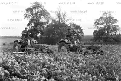 Prace przy obredlaniu ziemniakow w PGR Chynow. 
11.07.1966
0000911z_lipiec1966
Fot....