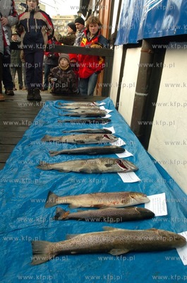 Na rzece Slupi od polnocy mozna odlawiac trocie i lososie,...