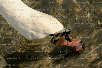 Wiosenna toaleta labedzi w popoludniowym sloncu na...