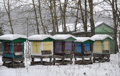 Zimowa pasieka w Sulminie na Kaszubach. 8.01.2010 Fot....