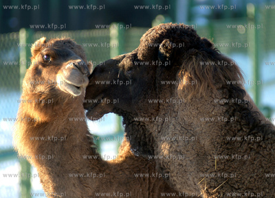 Zima w oliwskim Zoo . N.z. wielblad jednogarbny. 23.01.2004...