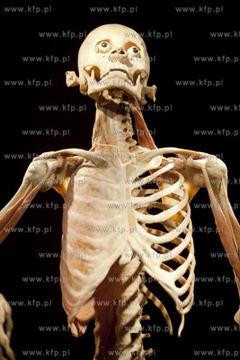 Wystawa o ciele ludzkim Human Body.
30.04.2013
fot....