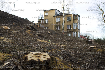 Wycinka drzew na skarpie przy ul. Sienkiewicza w Gdyni....