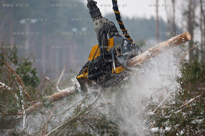 Gdansk. Rebiechowo. Wycinka drzew pod budowe Pomorskiej...