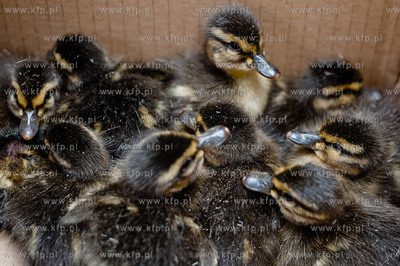 Gdansk. Akcja ratunkowa kaczki krzyzowki oraz jej nowo...