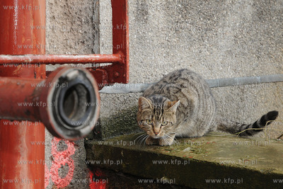 Koci problem w Stoczni Gdynia. Po zamknieciu produkcji...