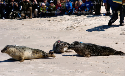 Czolpino

Pracownicy Fokarium z Helu wypuscili na...