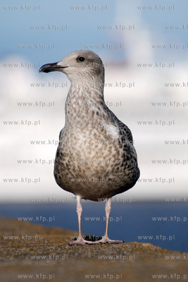 Mewa srebrzysta - gatunek duzego ptaka wodnego z rodziny...