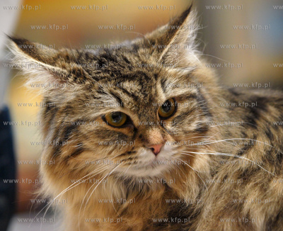 Gdansk. Galeria Baltycka. Obchody swiatowego dnia kota....