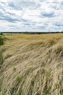 Chwaszczyno. Pole położonego zboża po ulewnych deszczach.11.07.2019...