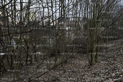 Wycinka drzew w Gdańsku Brętowie na ul. Juliusza...