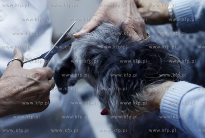 Gdansk Zaspa. Zaklad strzyzenia psow. Nz strzyzenie...