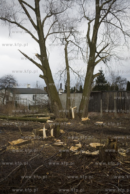 Wycinka drzew przy ul. Kochanowskiego w Gdańsku.
28.02.2017
fot....