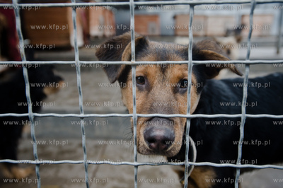 Gdansk. Schronisko dla bezdomych zwierzat Promyk. Akcja...