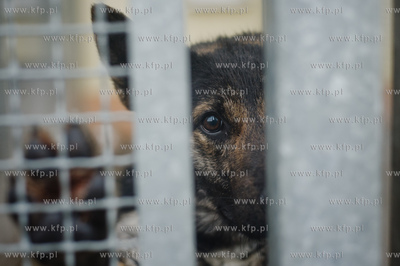 Gdansk. Schronisko dla bezdomych zwierzat Promyk. Akcja...