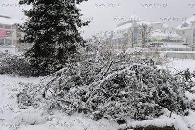 Sopot. Podczas trwajacego remontu wycieto ostatnie...