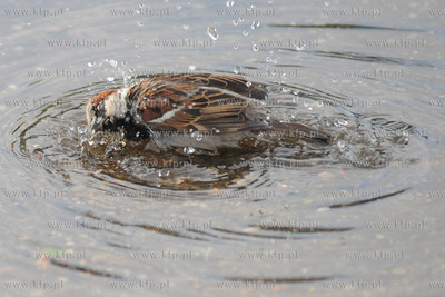 Wrobel.
15.07.2012 fot. Andrzej J. Gojke / KFP