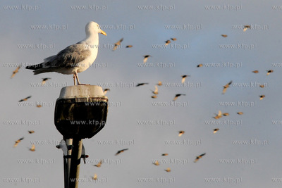 Mewa.
15.07.2012 fot. Andrzej J. Gojke / KFP