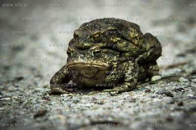 Ropucha szara, ropucha zwyczajna (Bufo bufo), gatunek...