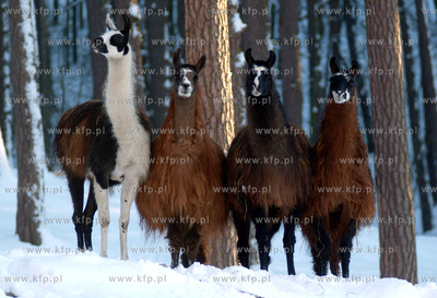 Zima w oliwskim Zoo . N.z. lamy. 23.01.2004 fot. Krzysztof...