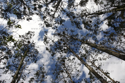 Rezerwat ornitologiczny w Katach Rybackich. Nz Kormorany....