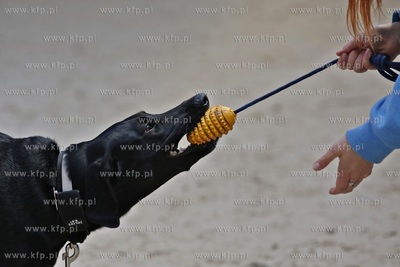 Sopot. Hipodrom. Psie zawody o Puchar Planet Pet Society...