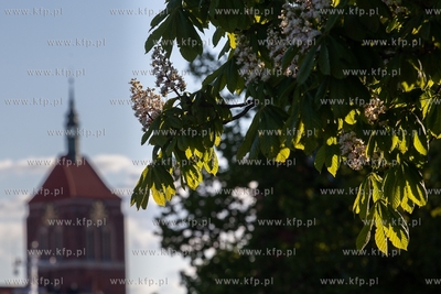 Gdańsk. Kwitnące kaszatany. 05.05.2019 Fot. Anna...
