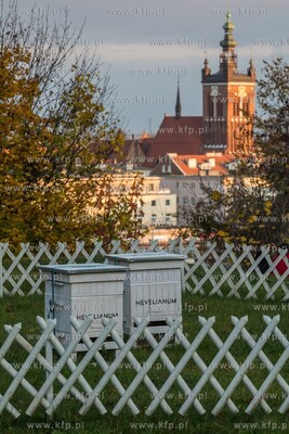 Ule na Górze Gradowej należące do Hevelianum. 10.11.2019...