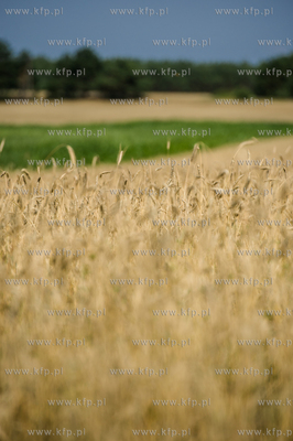04.08.2015
fot. Mateusz Ochocki / KFP