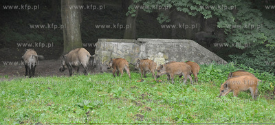 Dziki pojawily sie przy karczmie Harnas w okolicach...
