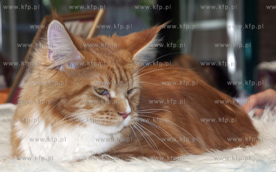 Miedzynarodowa Wystawa Kotor Rasowych w Sopocie.
04.08.2013...