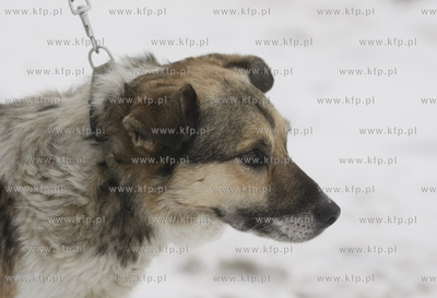 Gdynia. Pies uratowany w poniedzialek na Zatoce Gdanskiej...