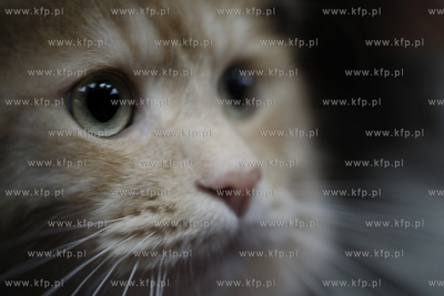 Sopot. Miedzynarodowa wystawa kotow. 08.08.2010 fot....