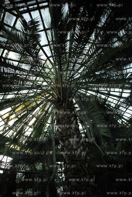 Palmiarnia w Parku Oliwskim. 04.01.2013 fot. Krzysztof...