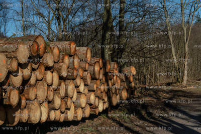 Trójmiejski Park Krajobrazowy. Lasy Oliwskie. Nz....