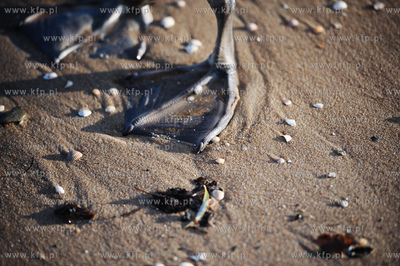 Sopot. Sloneczny dzien na plazy.
09.12.2011
fot....