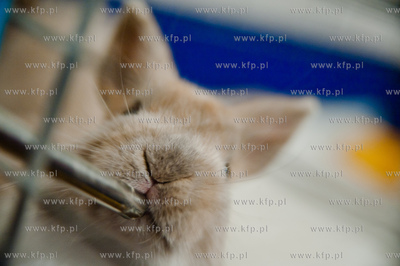 Sopockie Uszakowo - Centrum Adopcyjne Krolikow.
29.03.2013
fot....