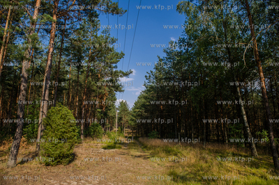 Powiat Koscierski. Sciezka lesna.
04.08.2015
fot....