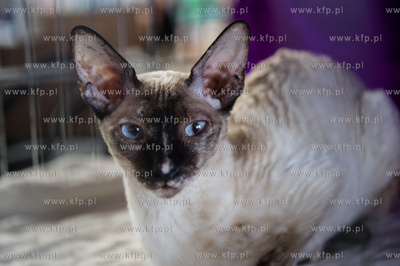 Hipodrom Sopot. Międzynarodoa Wystawa Kotow Rasowych...