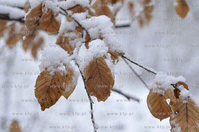 Zima w Koszalinie 29.11.2010. fot. Jaroslaw Ryfun /...