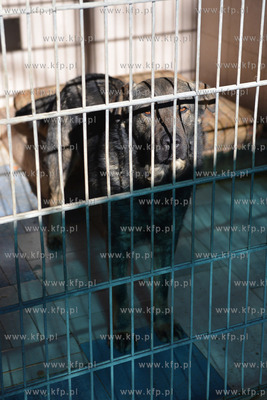 Gdynia. Ogolnopolskie Towarzystwo Ochrony Zwierzat...