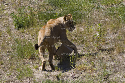 Lwie atrakcje na wakacje ! Konferencja prasowa w oliwskim...