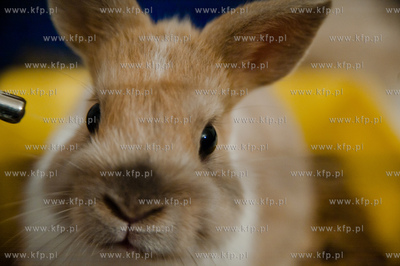 Sopockie Uszakowo - Centrum Adopcyjne Krolikow.
29.03.2013
fot....