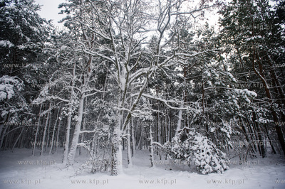 Ggansk. Gorki Zachodnie. Osniezony zimowy krajobraz...
